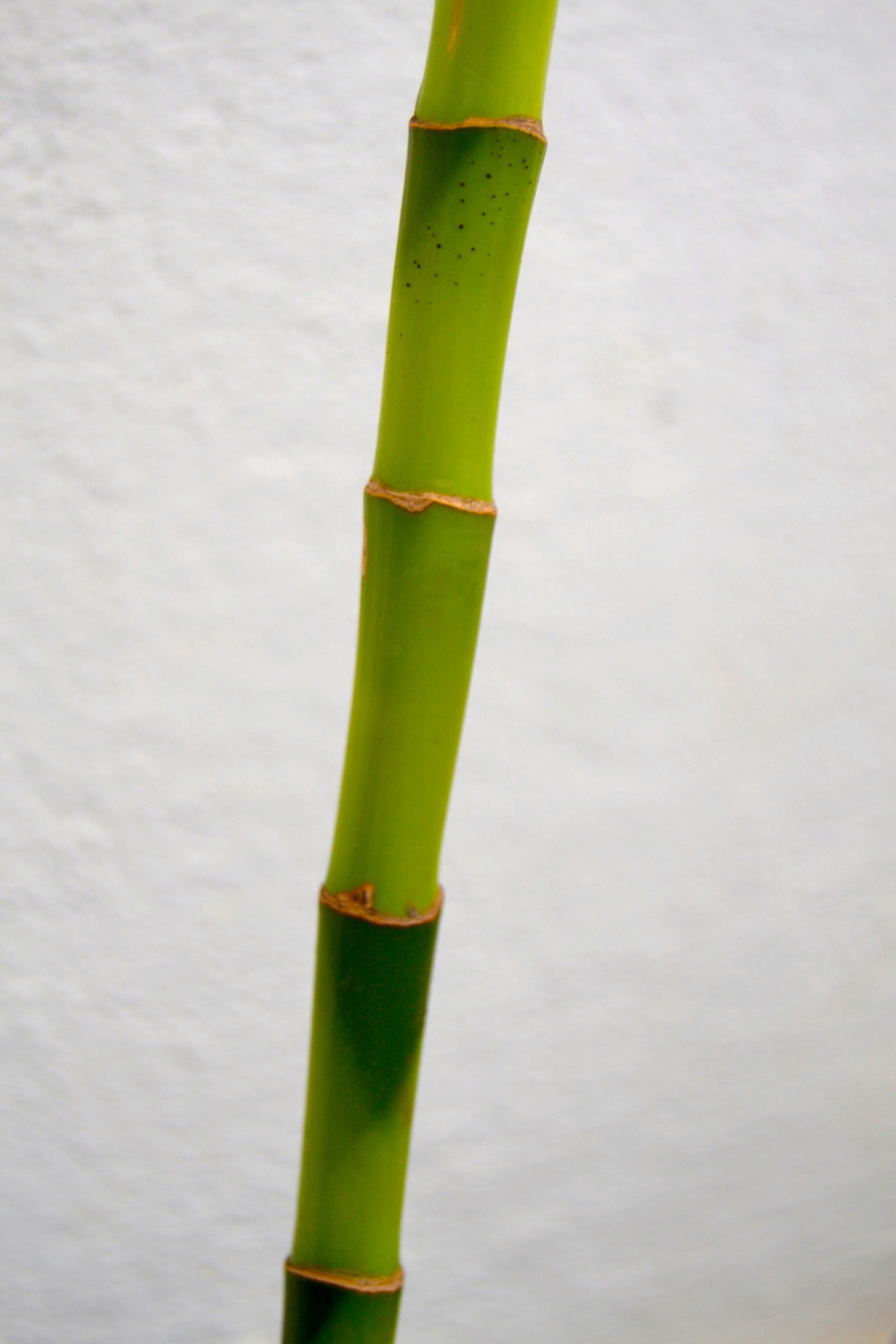 Joint Pain