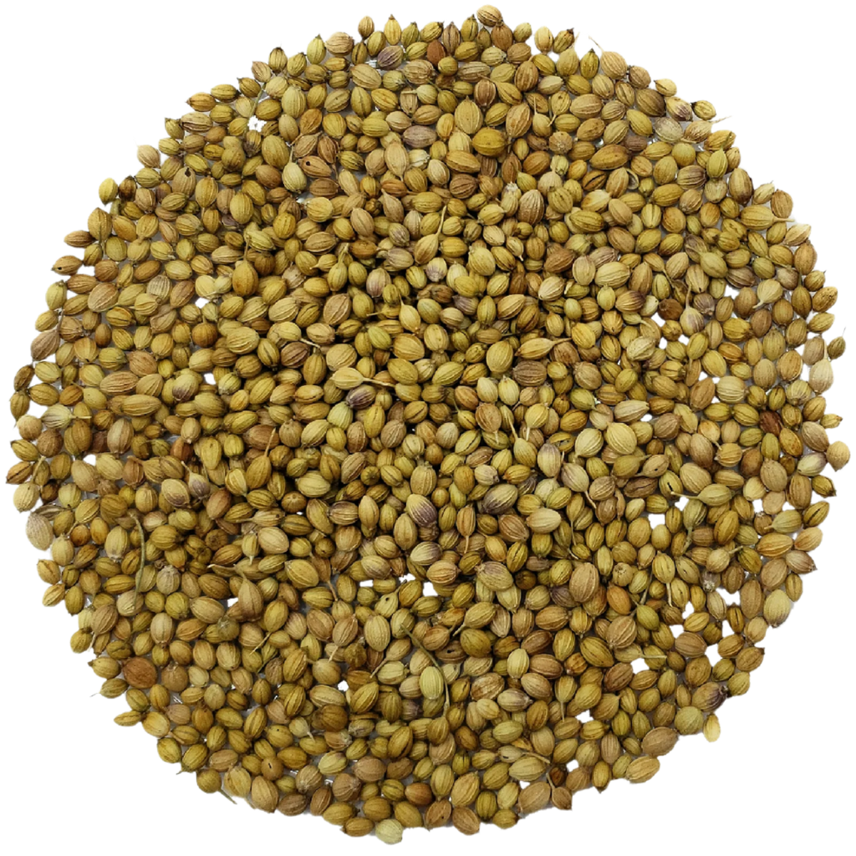 Pure Coriander Seeds – Loose Herbal Tea – Marcoina