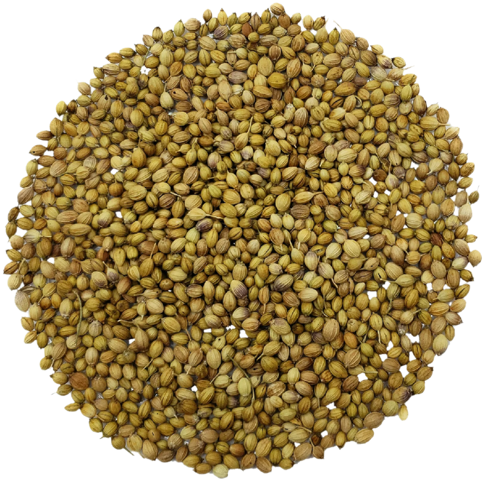 Coriander seeds benefits
Organic coriander seeds
What are coriander seeds used for?
Health benefits of coriander seeds
Buy coriander seeds online
Coriander seeds for digestion
Benefits of coriander seeds for weight loss
Antioxidant properties of coriander seeds
How coriander seeds support detoxification
Coriander seeds for healthy skin
Coriander seeds for weight loss tea
How to make coriander seed water for detox
Coriander seeds in traditional medicine
Sustainable packaging for coriander seeds
Wildcrafted 