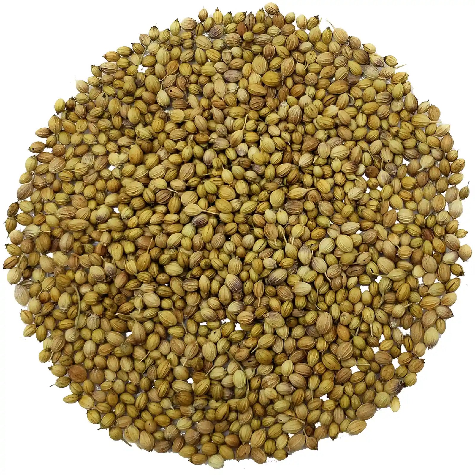 Coriander Seeds - Herbal Tea