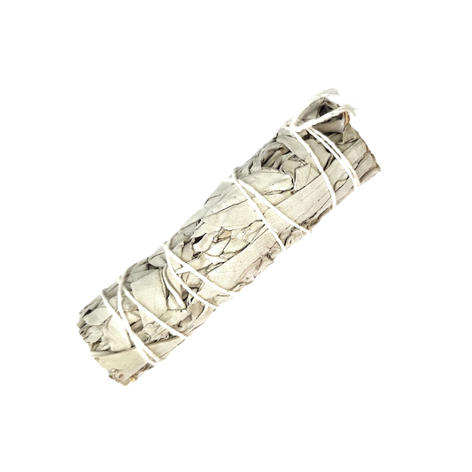 California White Sage (3-4 inches) by MARCOINA - Quantity: 1
