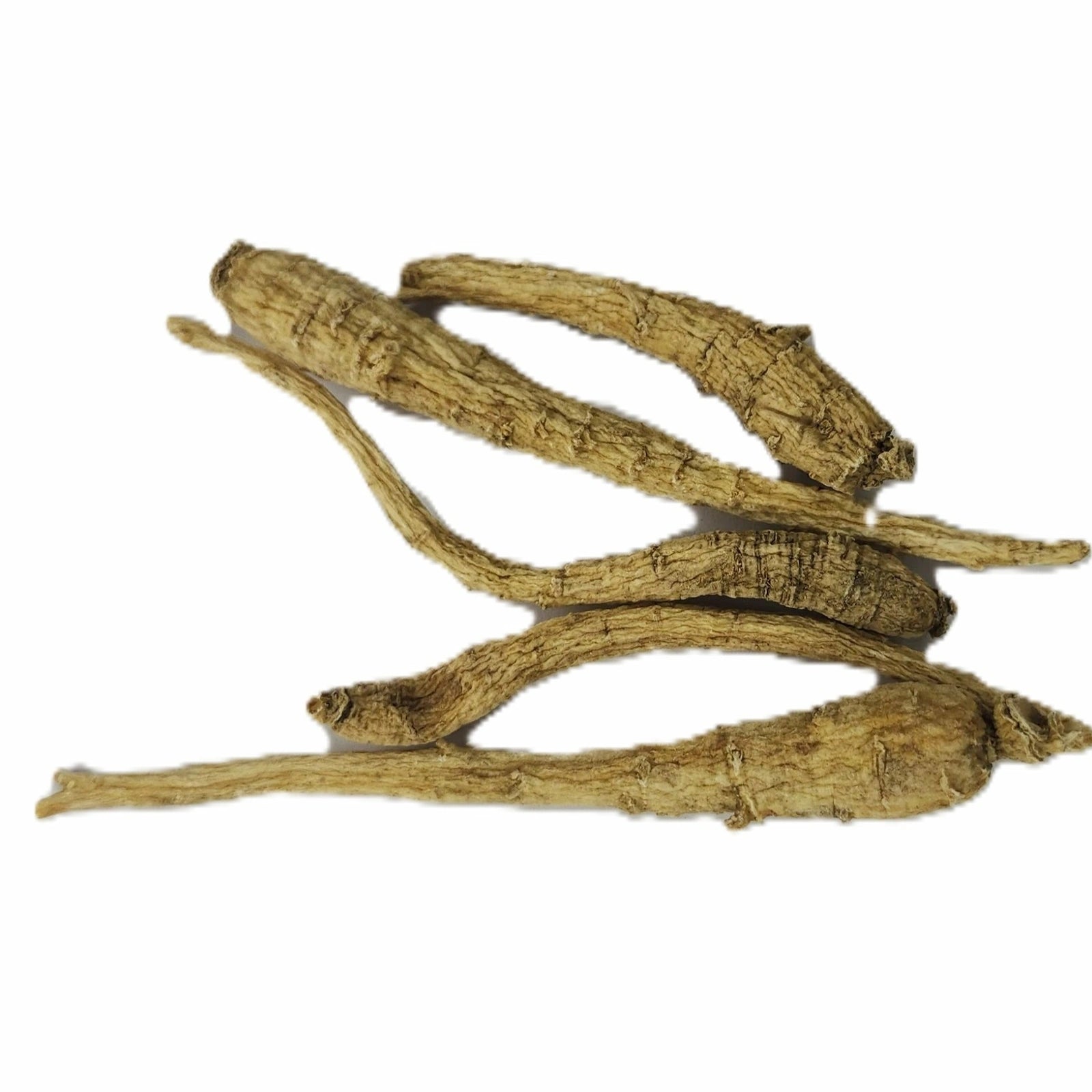 Canada Ginseng Root - Herbal Tea