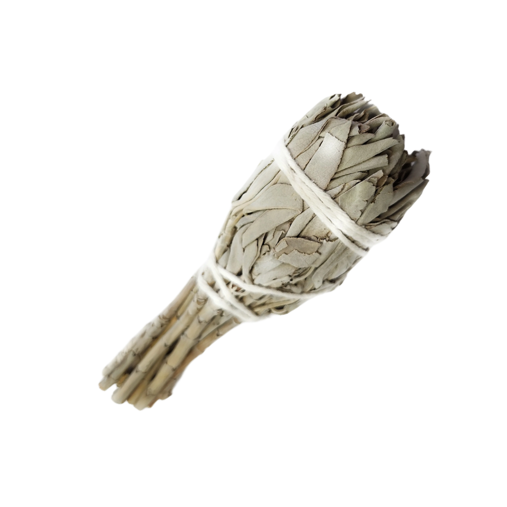 California White Sage Torch (3-4 inches) by MARCOINA- Quantity: 1
