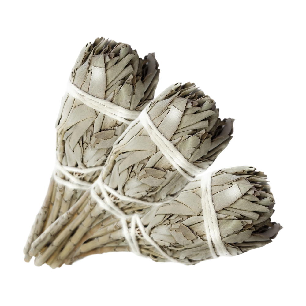 California White Sage Torch (3-4 inches) by MARCOINA - Quantity: 3