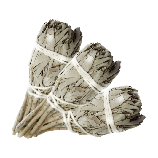 California White Sage Torch (3-4 inches) by MARCOINA - Quantity: 3