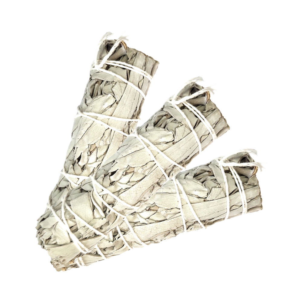 California White Sage (3-4 inches) by MARCOINA - Quantity: 3