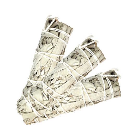 California White Sage (3-4 inches) by MARCOINA - Quantity: 3